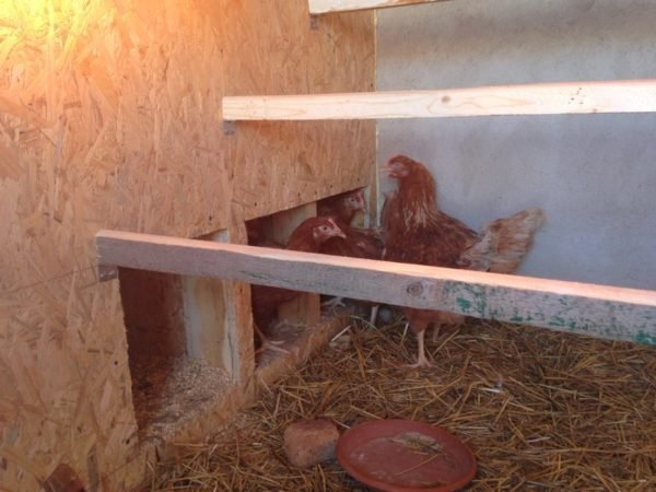 Факторы, которые следует учесть при выборе материала для курятника в суровых погодных условиях