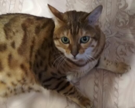 Ох , Уж, Эти смешарики.