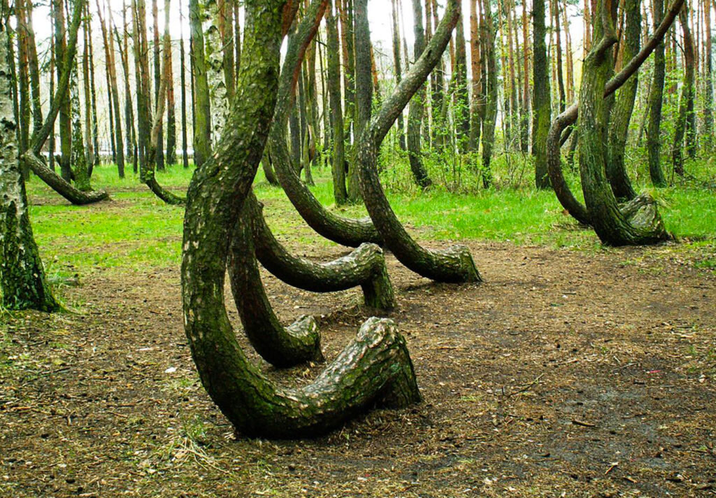 фото с яндекс картинки