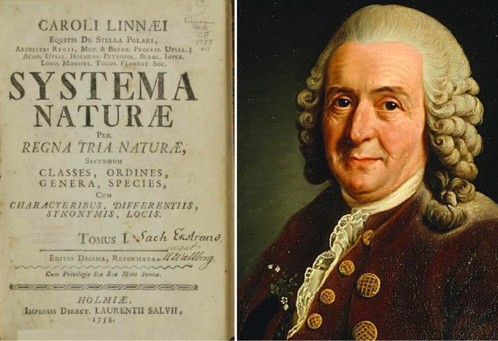 Линней ученый биолог. Карл линней (1707-1778). к.линней - (1707-1778). шведский естествоиспытатель карл линней (1707-1778). карл линней портрет.