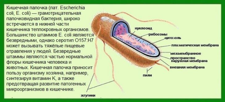 Симптомы кишечной палочки. Бактерия кишечная палочка строение. Кишечная палочка условно патогенная. Кишечная палочка особенности строения. Эшерихия коли строение.