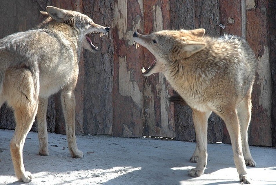 http://new.zoo.kharkov.ua/ru/content/page/voler-koyotov
