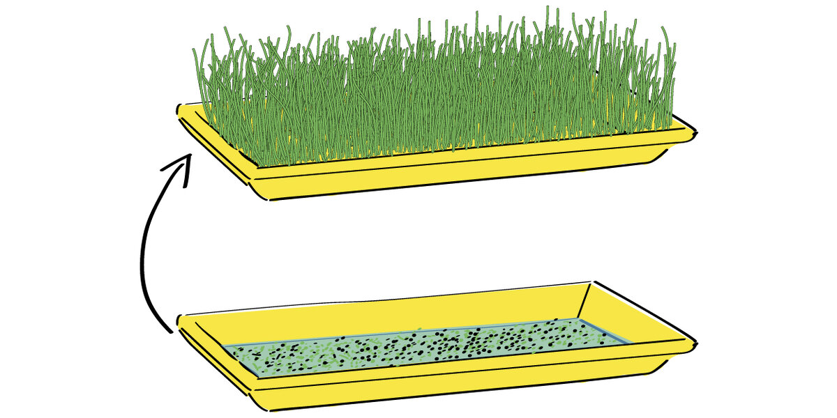 1-берем поддон, можно сделать сливные отверстия для воды, но не обязательно.  2-не жалея зерна засыпаем поддон (3-4кг на метр квадратный).  3-замачиваем зерно в теплой воде (25-27 градусов) на 6-12 часов, ждем, сливаем воду и приступаем к проращиванию.  4-Опять заливаем зерно водой, оставляя верха непокрытыми, накрываем тряпочкой или любым удобным предметом, ставим поддон в теплое место, через сутки наше зерно проклюнется и мы можем выставлять поддон на свет. 5-воду давать следует раз-максимум два в сутки, обязательно сливая излишки, также можно пользоваться пульверизатором (если вы сделали сливные отверстия, то полив можно производить примерно 2-3 раза в сутки), следим за температурой, желательно придерживаться отметки в 18-20 градусов по Цельсию, иначе есть риск получить заплесневевшие корни. 6-на 7-14 день снимаем урожай (можно воспользоваться хитростью, подрезая по мере роста зелень, так с одной закладки зерна можно снять до трех урожаев), в среднем кило зерна даст нам 6-7 кило зелени. 