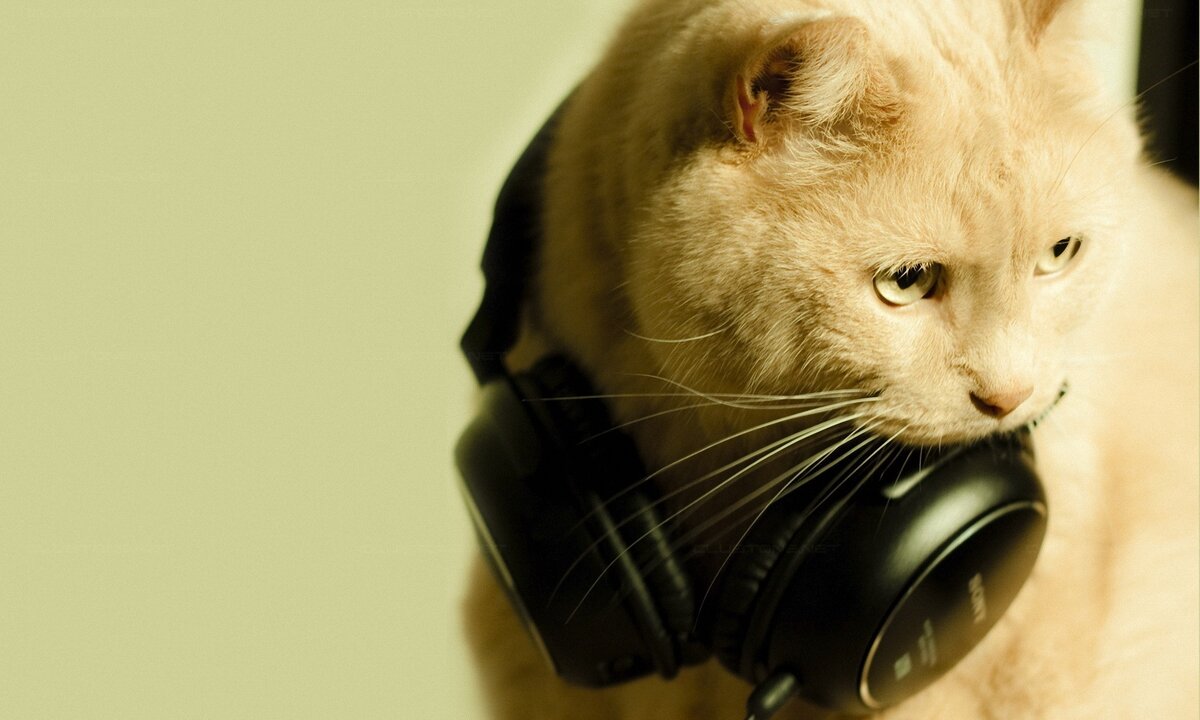 Слушающий кот Слушающий кот