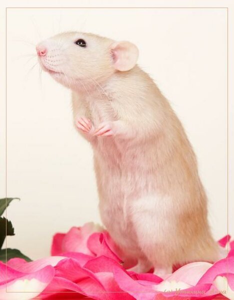 Идеальная "игрушка" для детей 
Увеличить это изображение
