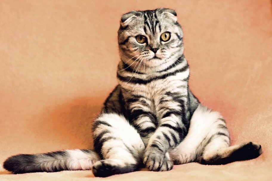 Фото: pixabay