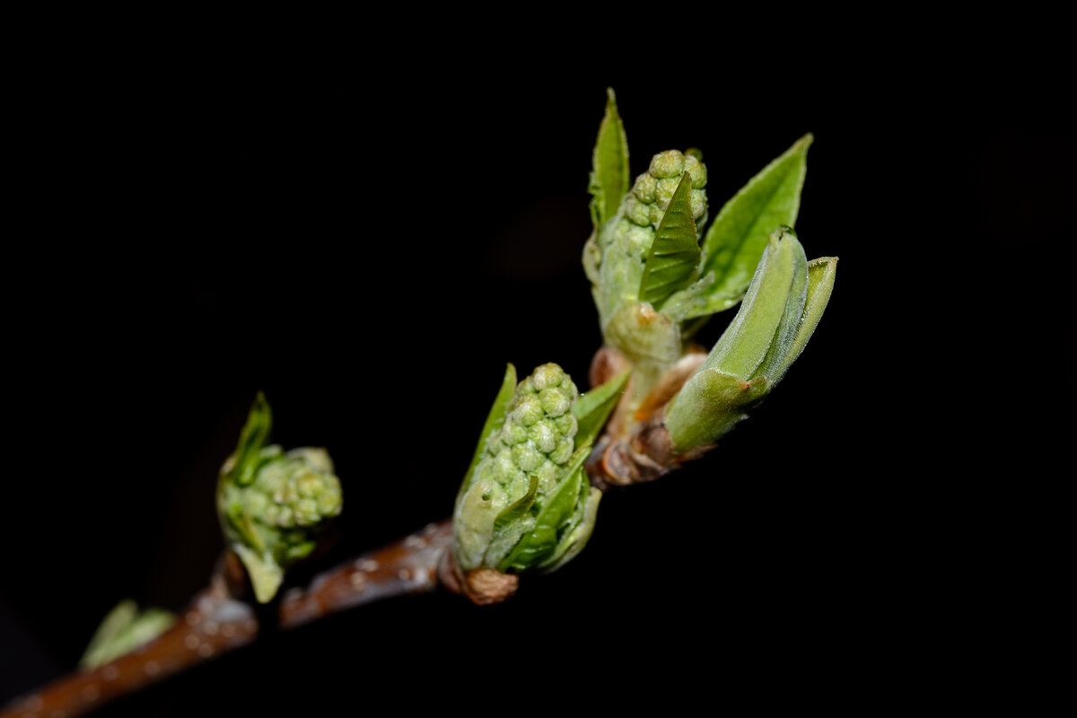 Объектив Вега-11у + макрокольца. Бутоны черемухи.
