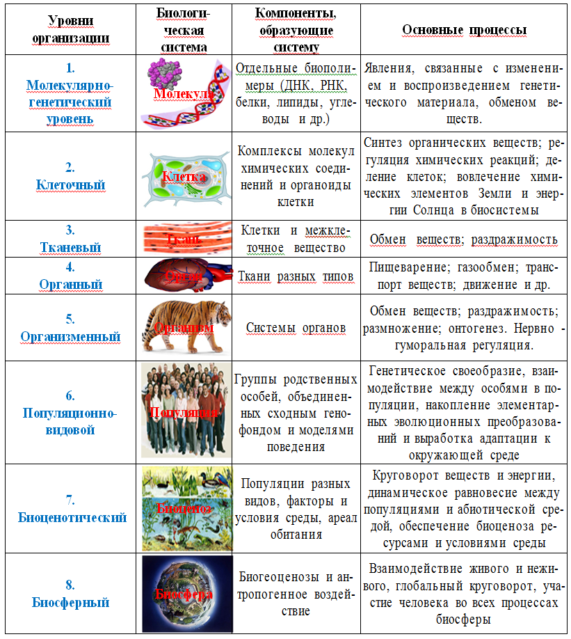 1 пример из жизни. Уровни организации живой природы таблица 9 класс биология. Уровни организации живого ЕГЭ биология таблица. Уровни организации жизни биология 9 класс таблица. Уровни организации живой природы ЕГЭ таблица.