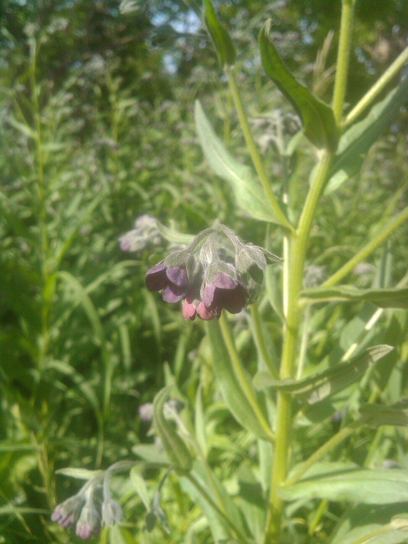 Чернокорень лекарственный (Cynoglossum officinale L.) - основные показания к использованию