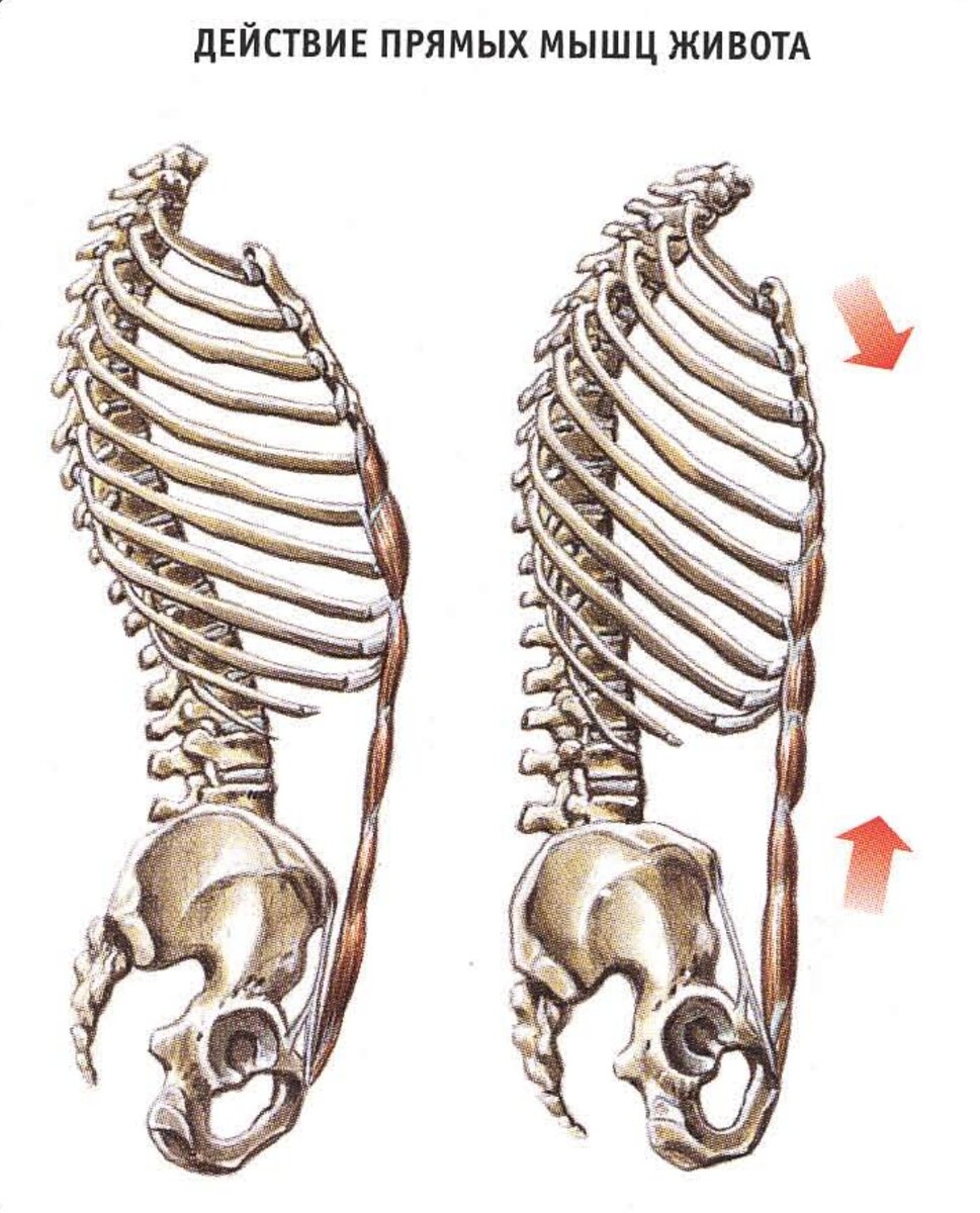 M rectus abdominis