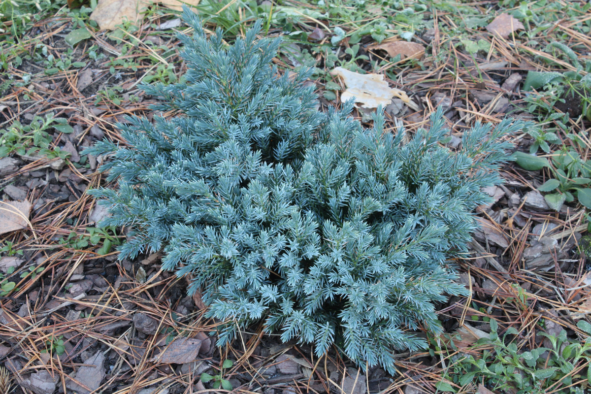 Голубой можжевельник