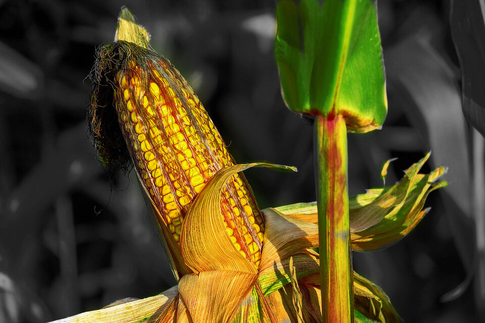 Кукуруза (фото pixabay.com)