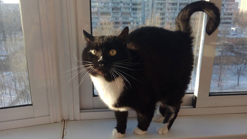 Кот Карл.