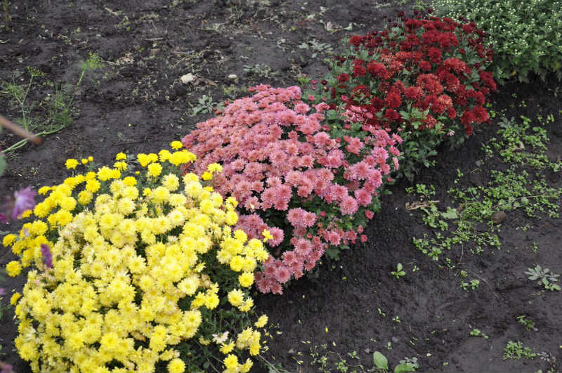 Посадка хризантем в открытый грунт