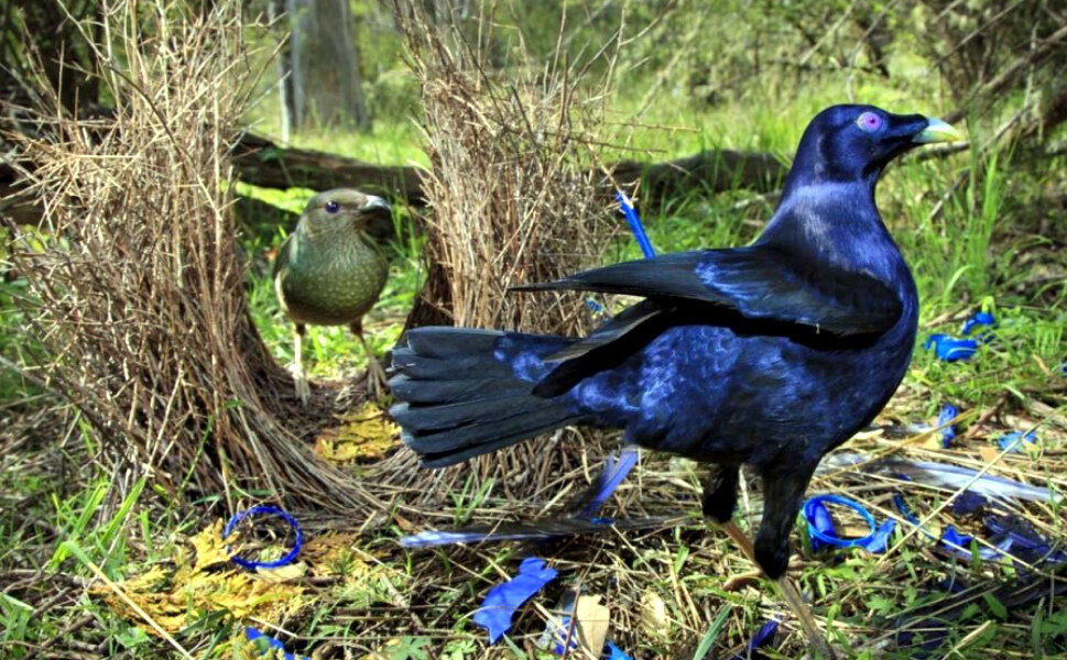 Шалашник заманил самочку в свой шалаш)