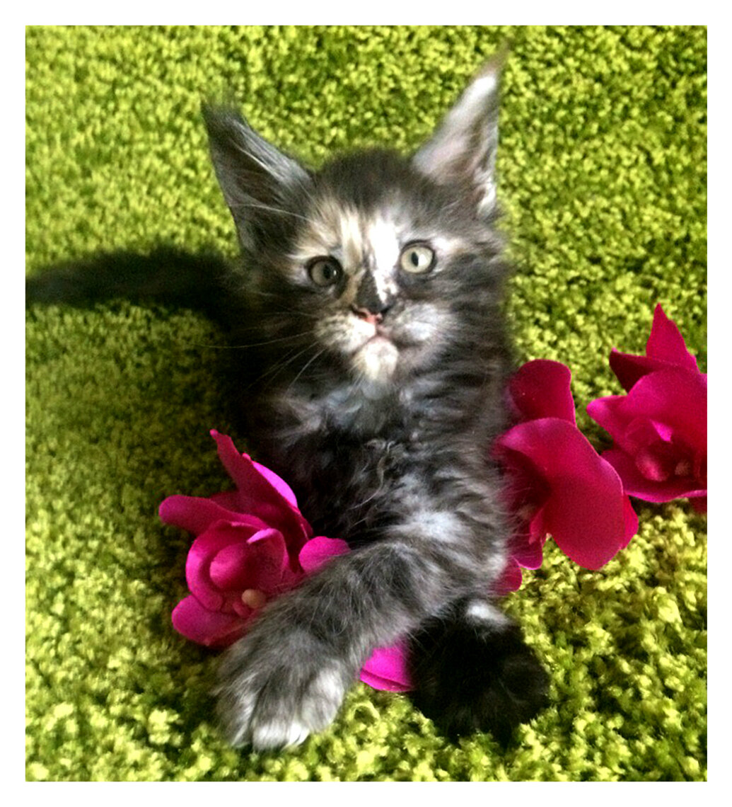Фото котёнка из питомника Adamand-coon