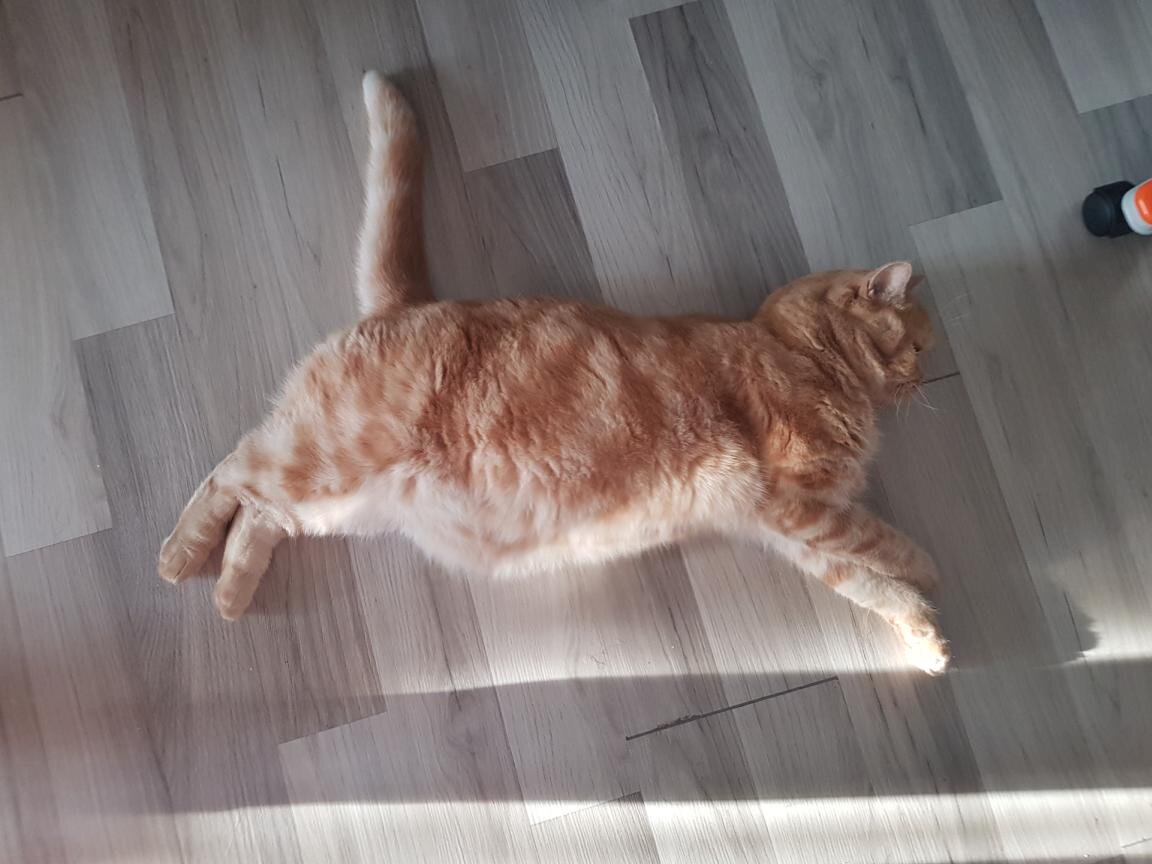 Идеальный логотип Puma!