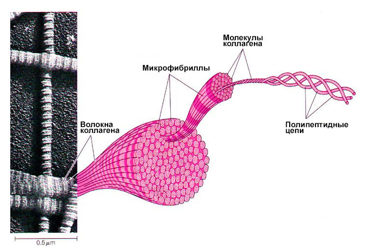 СТРОЕНИЕ ВОЛОКОН КОЛЛАГЕНА 