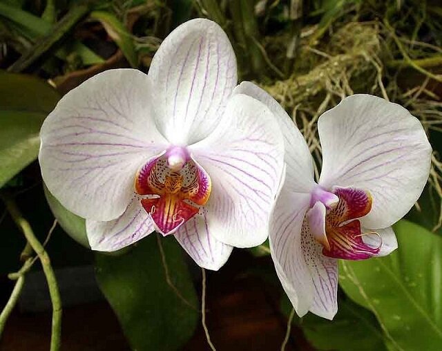 Почему опадают бутоны у орхидеи: основные причины сбрасывания