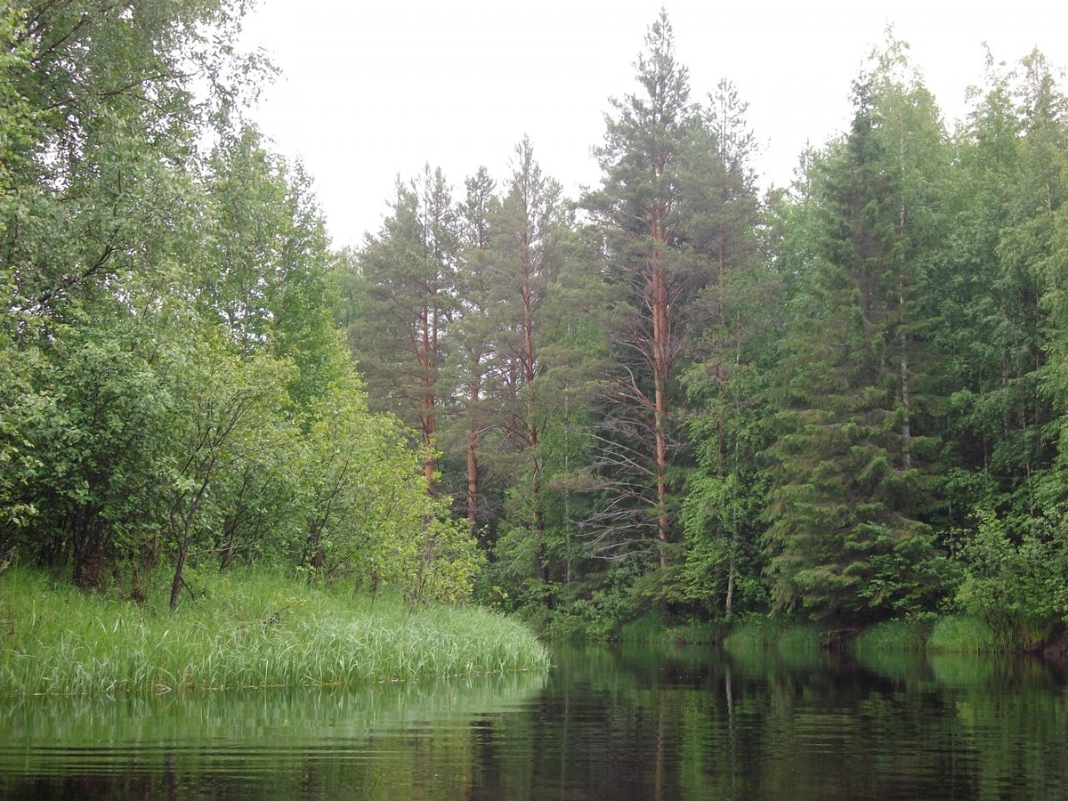 Река кула. Река Кулой Вологодская область. Кулой (приток ваги). Озеро Кулой Архангельская область.