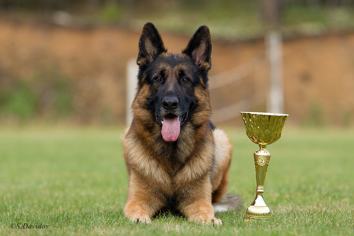 Немецкая овчарка.