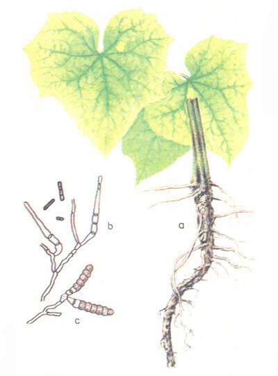 Огурец корень. Прикорневая гниль огурца. Корневая гниль огурцов. Прикорневая гниль огурцов в теплице.