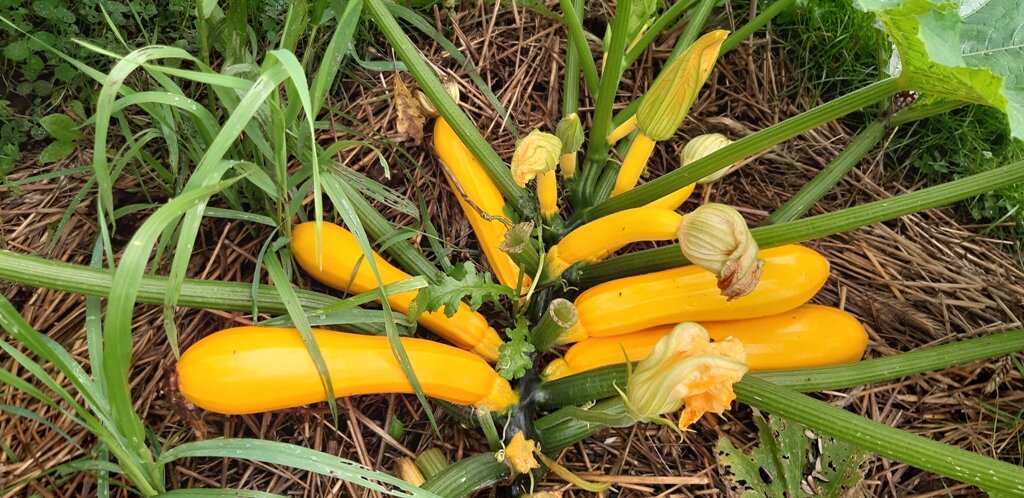 Как лучи солнца. Фото автора.