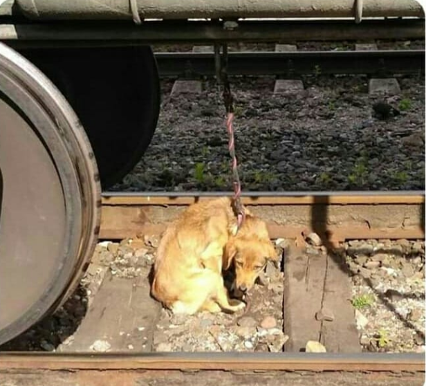 Беззащитное животное