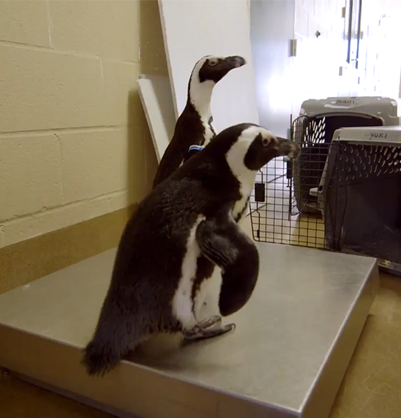 Пигвинов взвешивают