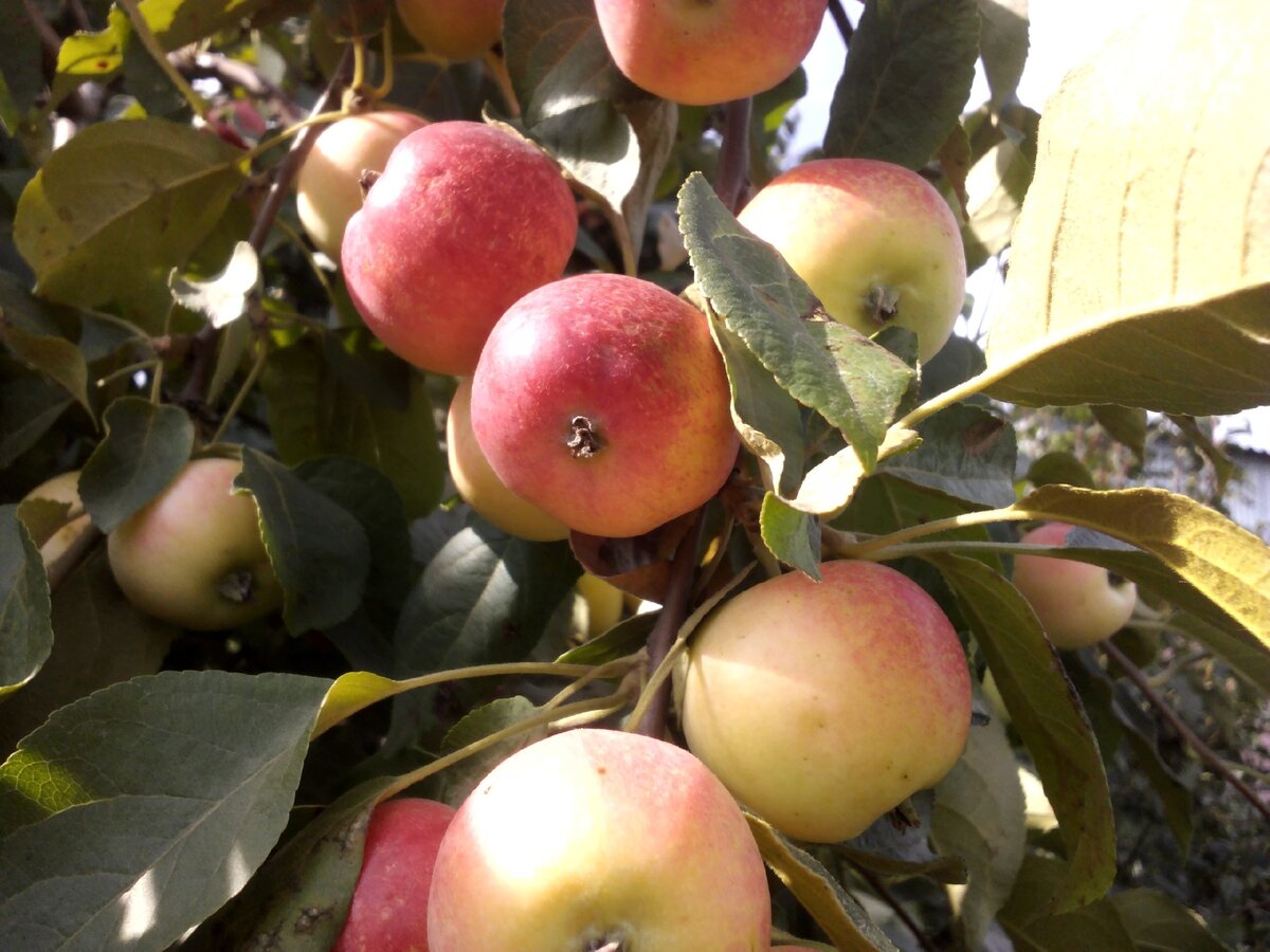Так благодарит за уход моя яблонька Алёнка