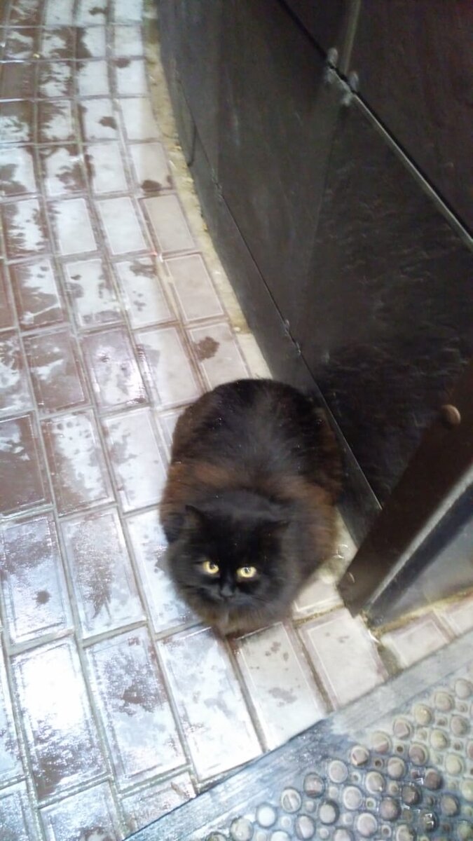 Кошечка