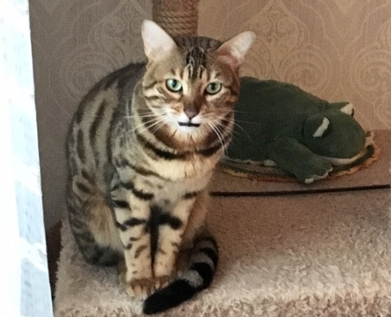 Бенгальская кошка