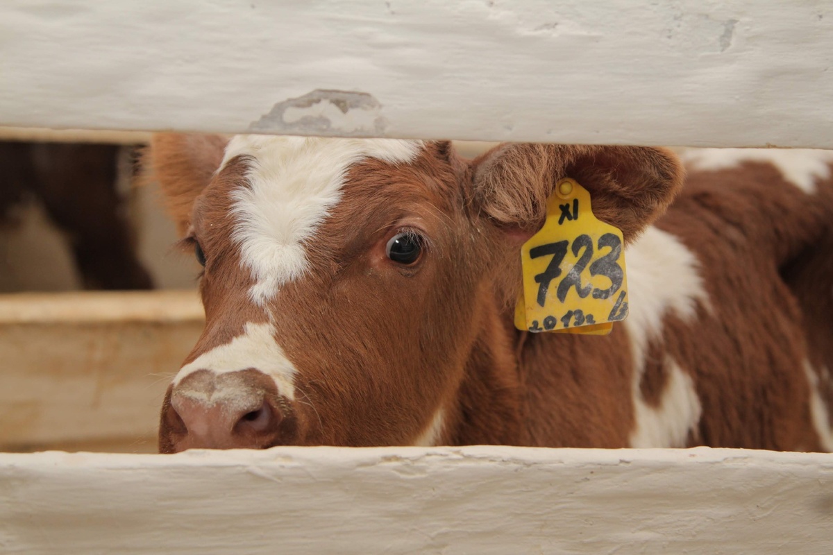 © Фото: ИД «Волгоградская правда»