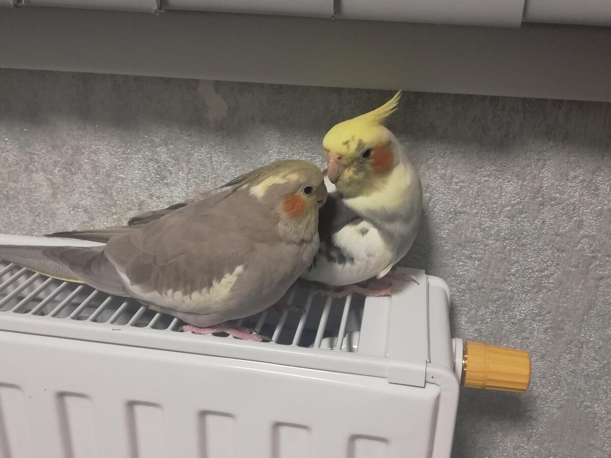 Фото автора.