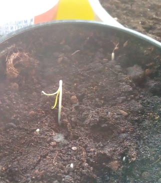 Томат "Какой-то-крупный"