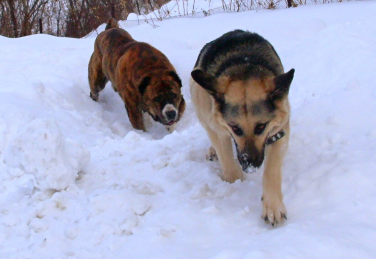 кангал против немецкой овчарки. кавказская овчарка против алабая. кто сильнее алабай или немецкая овчарка. алабай и немецкая овчарка. алабай собака и немецкая овчарка.