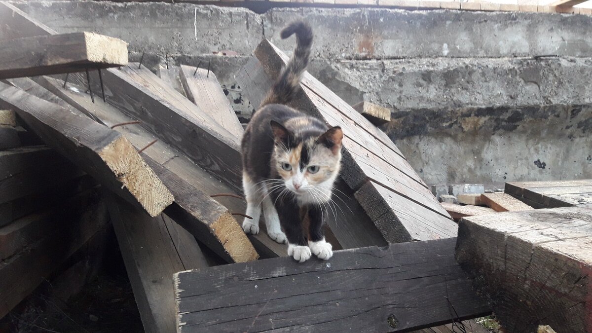 Местный охотник на грызунов.