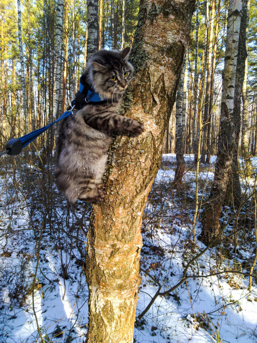 Самсон на берёзе. Коту 11 месяцев.