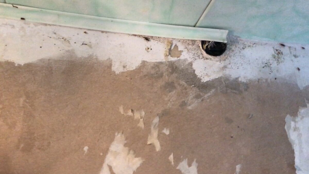 Убежище тараканов