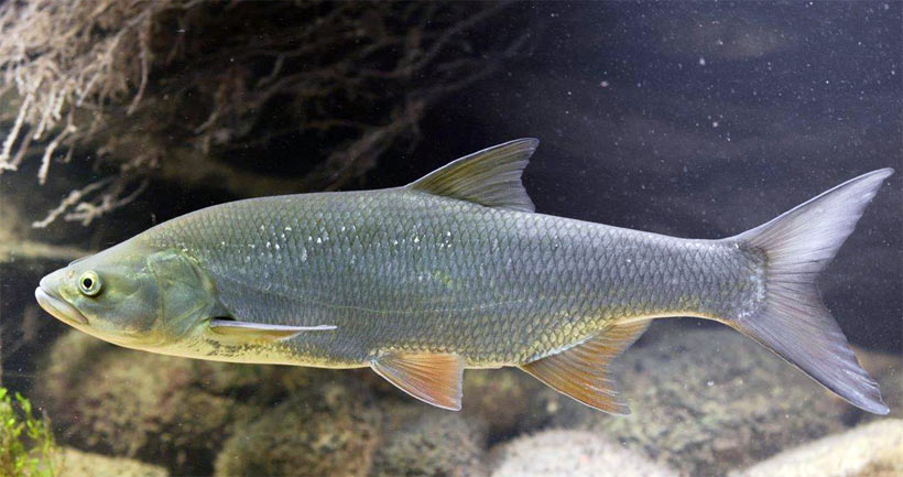 Источник: https://yandex.ru/images