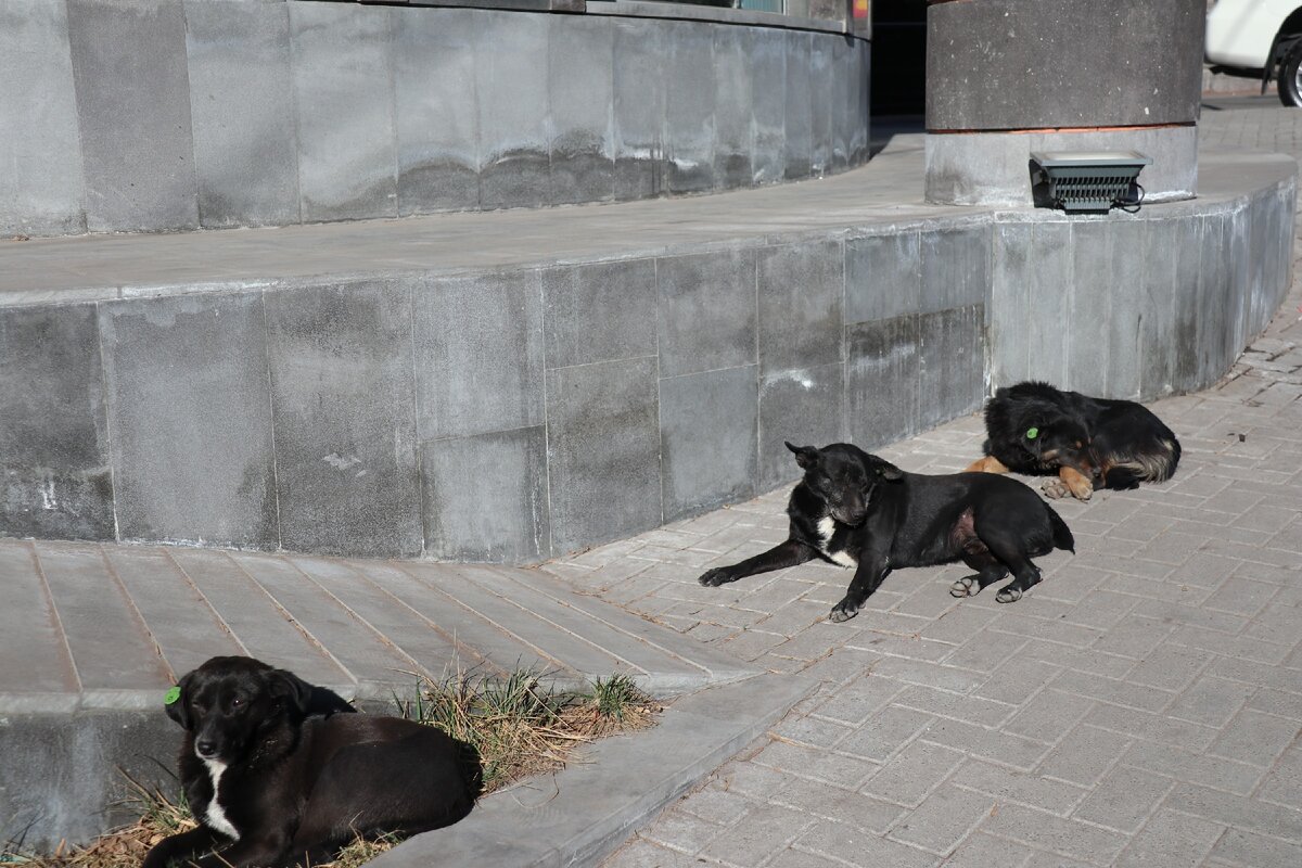 Армения – страна счастливых и ласковых собак