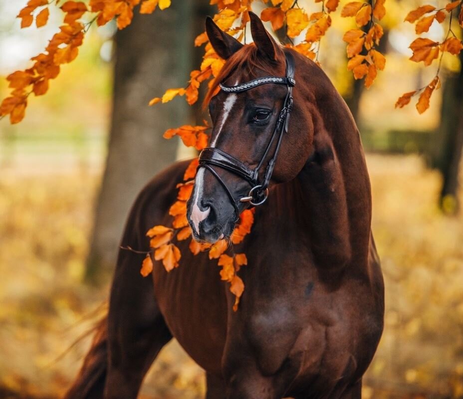 Клички для лошадей: красивые и известные имена | ЛОШАДИ | Дзен