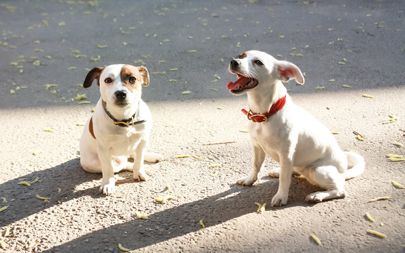 Вторая собака не исправит ошибки владельца. Гораздо вероятнее, что она умножит их на два. Фото @kinologsmirnov.ru