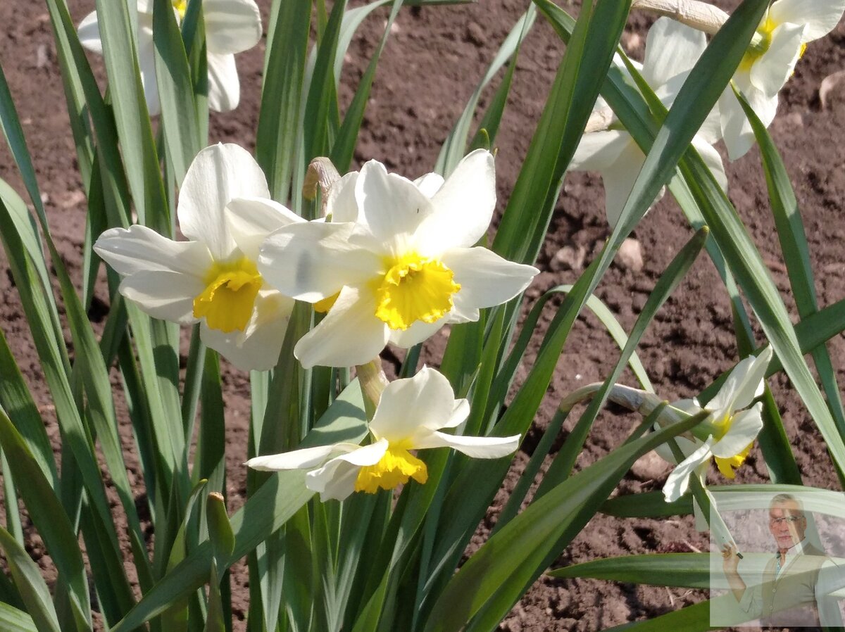 Нарциссы