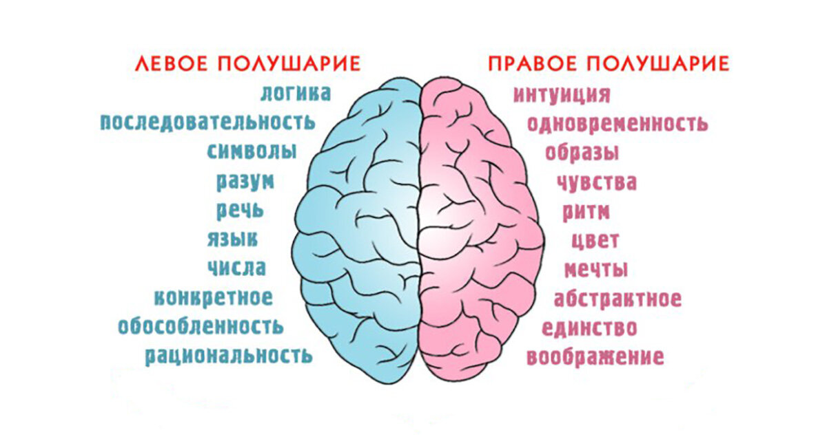 Глядя на картинку выберите те функции за которые отвечает левое полушарие