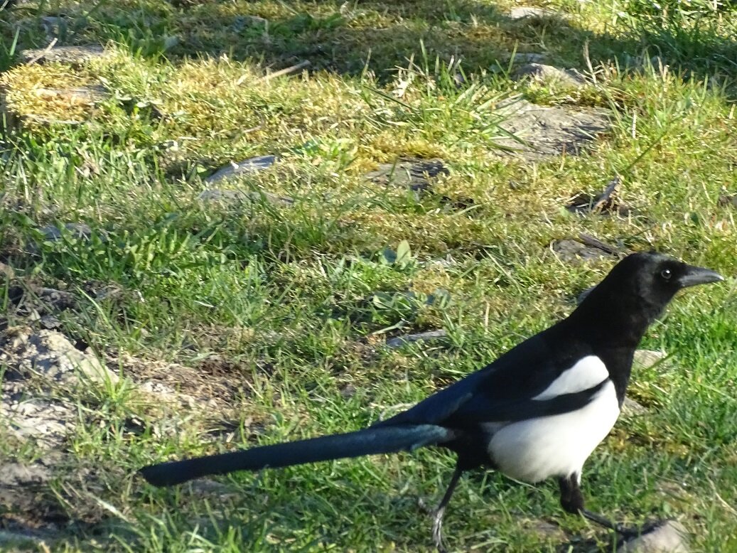 хитрая сорока. сороки ищут. обыкновенная сорока (pica pica),. сорока осенью. сорока-воровка.