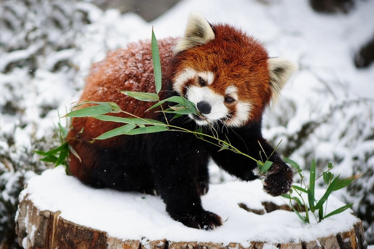 Малая панда чем питается. Красная енотовидная Панда. Малая красная Панда. Красная Панда фото. Малая (красная) Панда Стайана.