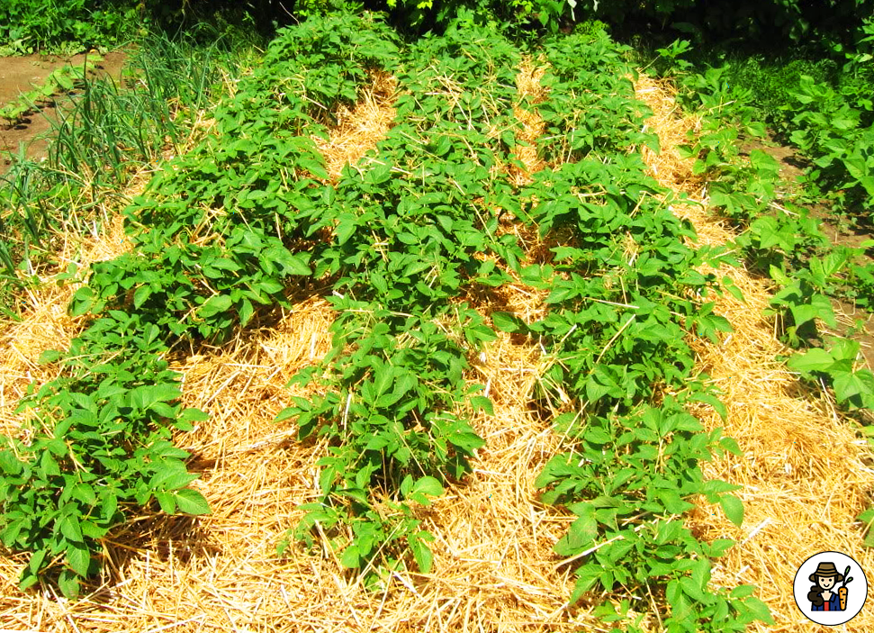 Картошка под сеном 