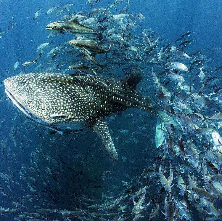 5. Кито́вая аку́ла-(лат. Rhincodon typus) — крупная пелагическая акула  из семейства ринкодонтовых, или китовых акул (Rhincodontidae). Крупнейшая из существующих в настоящее время видов акул, а также крупнейшая из современных рыб. Её максимальный размер достигает по меньшей мере 12,65 , возможно, до 18 м и даже 20 м.