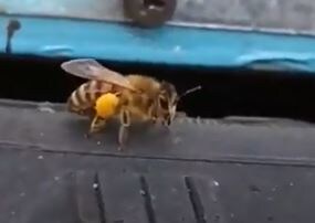 Время завести пчел